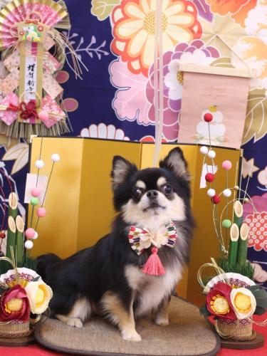 20240109ボスくん